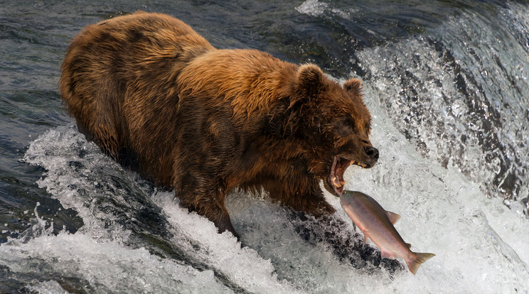 Halászó medve,
fürdőző elefánt és furcsa rák is tarolt a megméretésen /Fotó: Northfoto