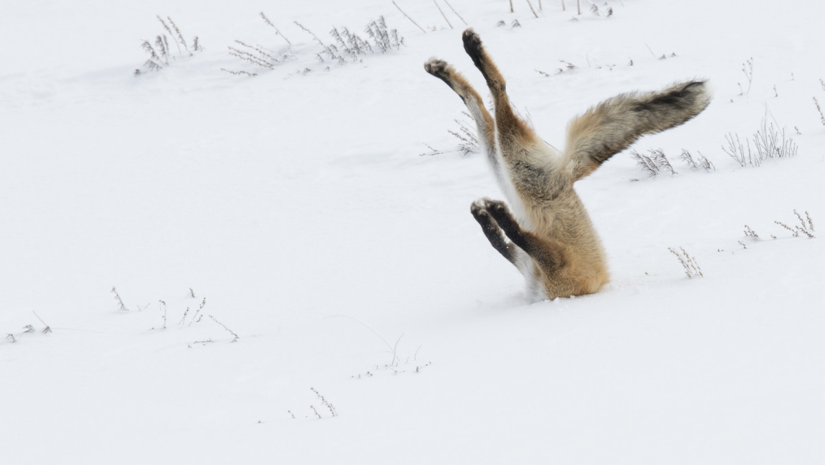 Zdjęcie, które wygrało Comedy Wildlife Photography Awards 2016