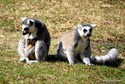 We wrocławskim zoo urodziło się sześć lemurów