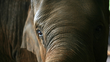 Birma protestuje przeciw złemu traktowaniu słonia podarowanego Sri Lance