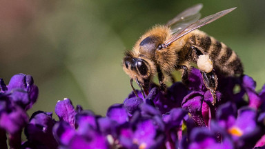 Europa nie chroni swoich pszczół i to się może dla niej źle skończyć