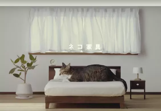 Te mini-meble zostały zaprojektowane tylko dla kotów. Jest im bardzo wygodnie