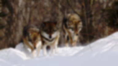 Generalny dyrektor ochrony środowiska tłumaczy decyzję o odstrzale podkarpackich wilków