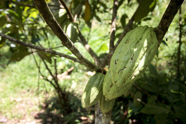 Owoce kakaowca