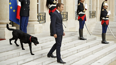 Nowy lokator w Pałacu Elizejskim. Francuska para prezydencka zaadoptowała psa
