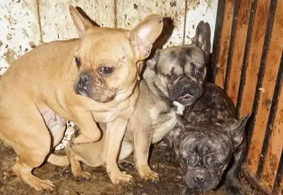 Makabryczna fabryka zwierząt: 170 zaniedbanych psów i kotów w zlikwidowanej przez policję hodowli