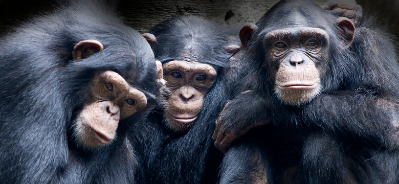 Szympansy stosują taktykę obronną znaną wyłącznie ludziom