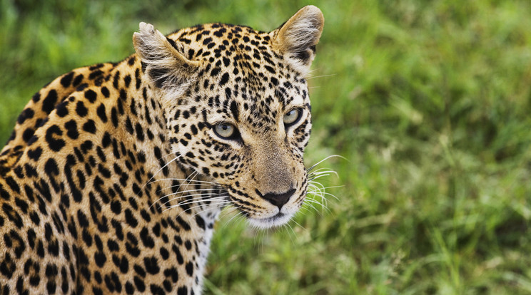 Egy leopárd akart játszani a turista lábával/Illusztráció: Northfoto