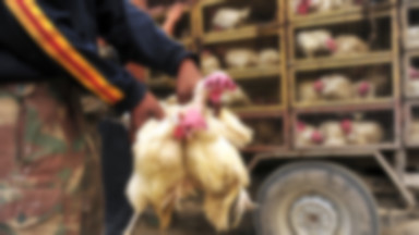 Holandia: już na trzech fermach drobiu wykryto ptasią grypę