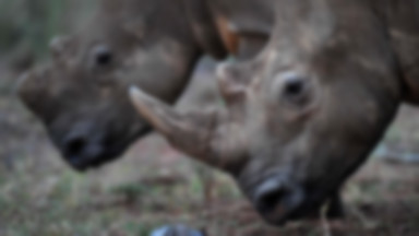 Ludzkie paznokcie pomogą ocalić nosorożce? Niezwykły pomysł na walkę z kłusownictwem