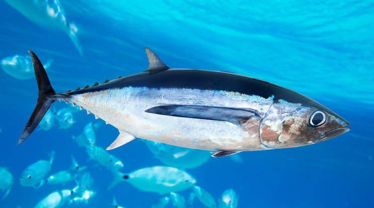Vicces felvétel készült egy mohó tonhalról és ellenfeléről egy alkalmatlankodó sirályról /Illusztráció: Norhtfoto