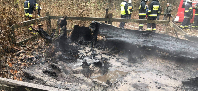 Nagroda za pomoc w ujęciu sprawcy podpalenia "Dębu Rzeczypospolitej"