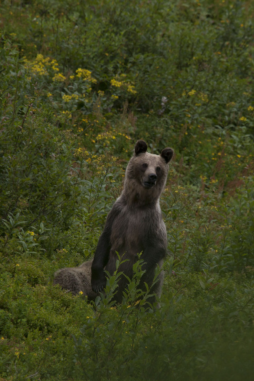 Niedźwiedź, Tatrzański Park Narodowy