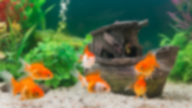 Ryby akwariowe - czy to dobry pomysł na pierwsze zwierzątko dla dziecka?