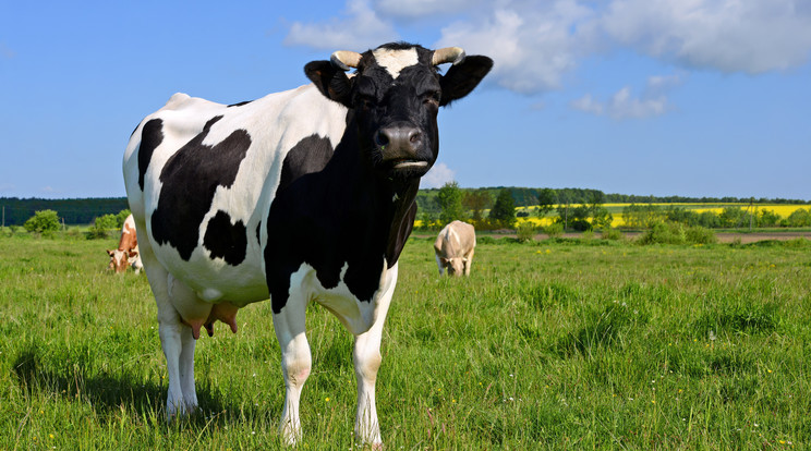 A tehén teljesen gyanútlanul feküdt a fűben /Fotó: Shutterstock