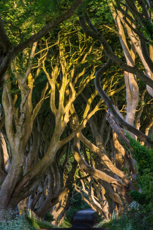 The Dark Hedges - niezwykła aleja w Irlandii Północnej