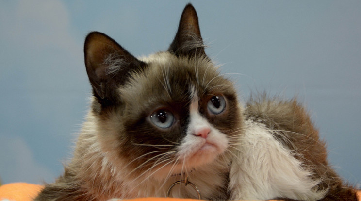 Megtalálták az új Grumpy Catet /Fotó: Northfoto
