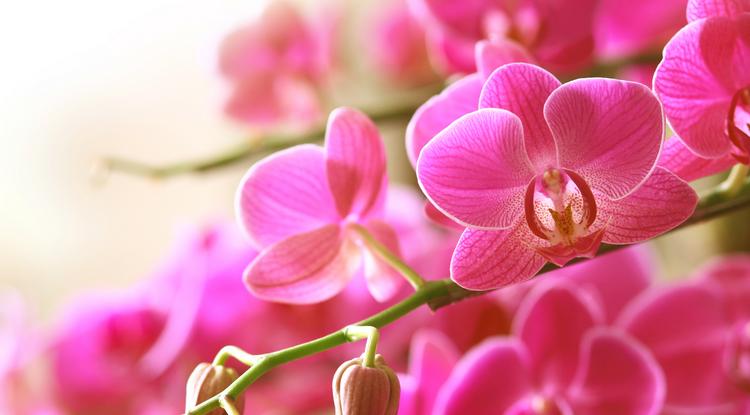Így lehet neked is csodálatos az orchideád. Fotó: Getty Images