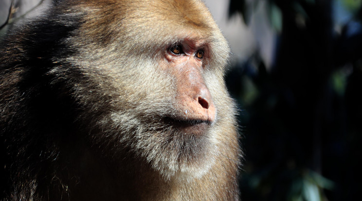 Óvilág majmainak sikere nagy részt összefüggött egyedi fogazatukkal /Fotó:Northfoto