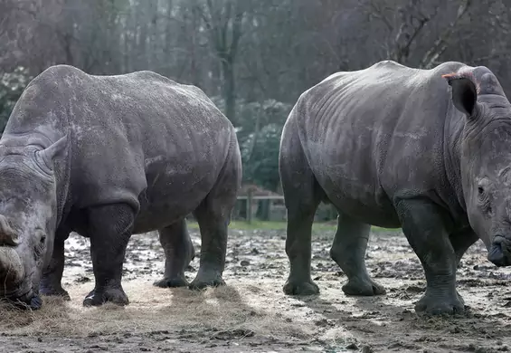 Kłusownicy zabili nosorożca w zoo i odcięli mu róg. Pierwszy taki przypadek w Europie