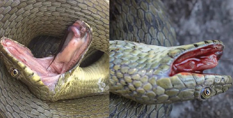 Te węże udają własną śmierć jak aktorzy w tanich horrorach