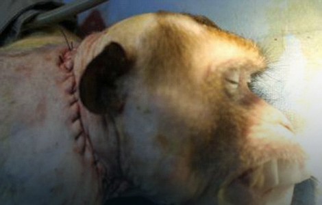Ovu fotografiju je "Doktor Frankenštajn" objavio kao dokaz