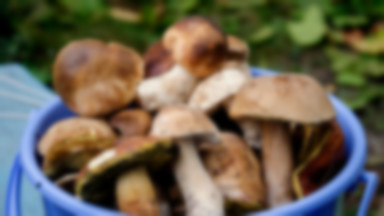 Rekordowo wysokie ceny grzybów, a w lasach jest ich pełno