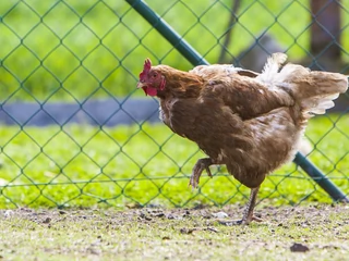 W tym roku, wbrew dotychczasowej tendencji, kurczaki mogą zdrożeć na jesieni