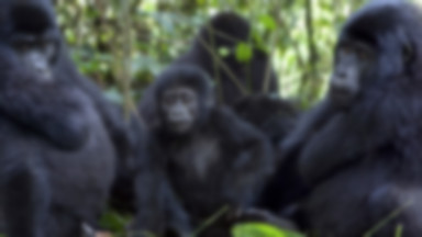 Kongo: wojna znów zagraża gorylom górskim