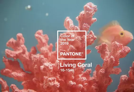 Afirmujący życie. PANTONE wybrał kolor roku 2019