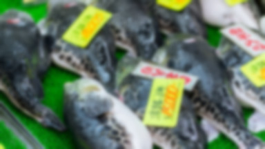 Władze japońskiego miasta ostrzegają przed jedzeniem ryby fugu