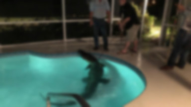 3,5-metrowy aligator odpoczywał w przydomowym basenie