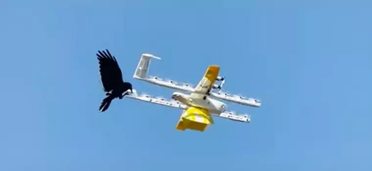 Kruk zaatakował drona dostawczego w Australii. Zobacz nagranie
