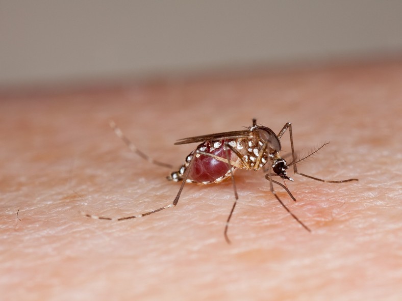 mosquito Aedes aegypti zika virus bite to the blood 