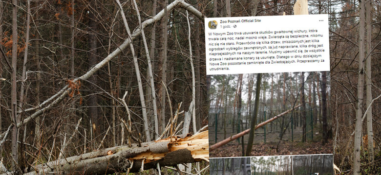 Tragiczne skutku wichury w Poznaniu. Nowe Zoo zamknięte