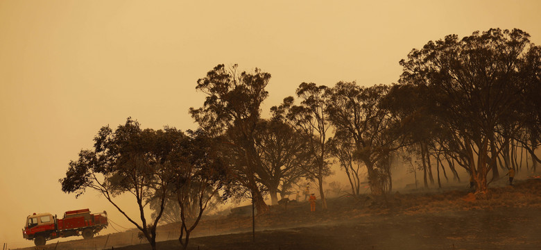 W pożarach w Australii ucierpiały aż 3 mld zwierząt. To trzy razy więcej niż przypuszczano