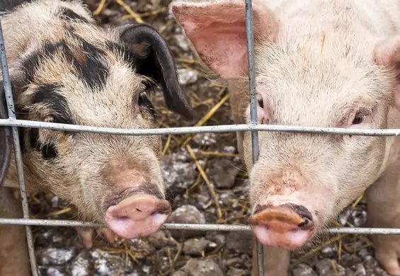 Maltretowanie zwierząt w rzeźniach to pojedyncze przypadki? Ten szokując film pokazuje, że nie