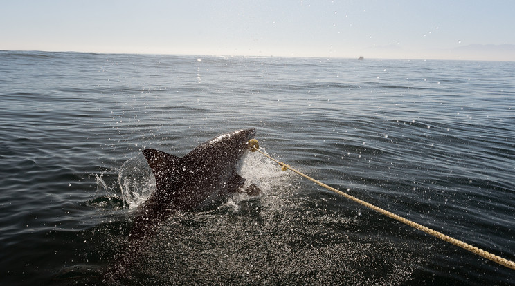 Cápa támadt a két szörfösre/Illusztráció: Northfoto
