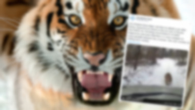 Tygrys syberyjski zaatakował samochód - zobacz film