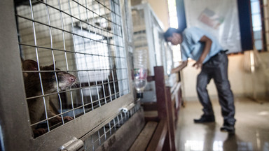 Kambodża: zmarł słynny szczur-saper