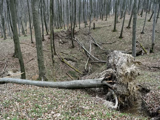 W Polsce jest 9,3 mln ha lasów, z czego 7,2 mln ha znajduje się w zarządzie Lasów Państwowych