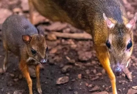 W Łodzi urodził się kolejny myszojeleń. "Ma kopytka i twarz jak gryzoń"