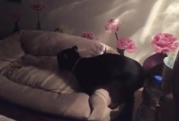 Jelisaveta Ora&scaron;anin