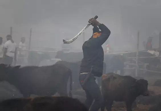 Ruszył najbardziej krwawy festiwal świata. Zabite zostaną dziesiątki tysięcy zwierząt