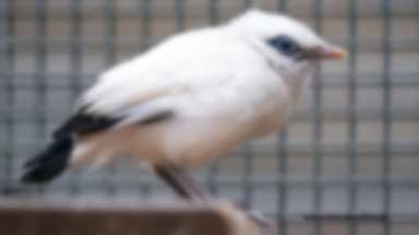 We Wrocławiu wykluły się jedne z najrzadszych ptaków na Ziemi