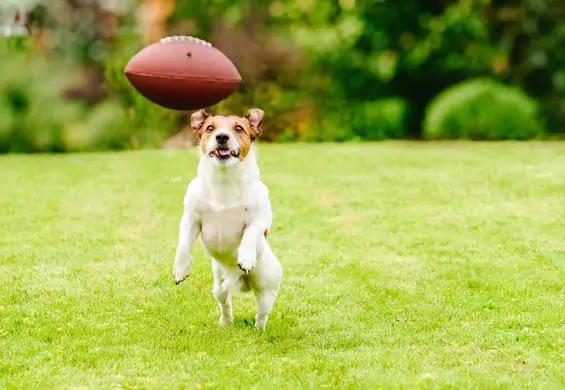 Dzięki ich zwycięstwu w Super Bowl, 109 psów znalazło nowy dom. Schronisko pokazało puste klatki