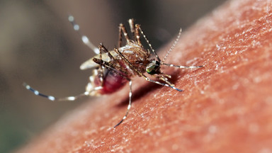 Komary atakują - sprawdź, kogo "lubią" najbardziej
