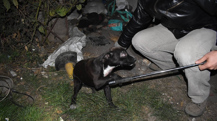 A nyakon szúrt kutya szerencsére életben maradt / Fotó: Ügyészség
