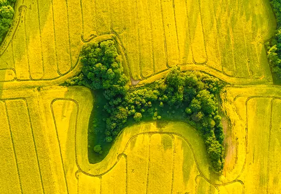 Pies w polu rzepaku. Fotograf zaskoczył nietypowym ujęciem z Polski