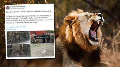 Mężczyzna zmasakrowany po wskoczeniu do wybiegu dla lwów; chciał zrobić selfie